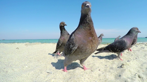 Pigeons on the Sandy Beach