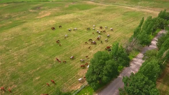 Many Horses Grazing