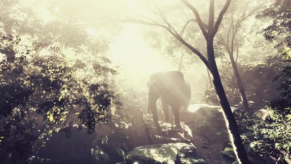 Big Elephant Looking From a Green Jungle to the Camera