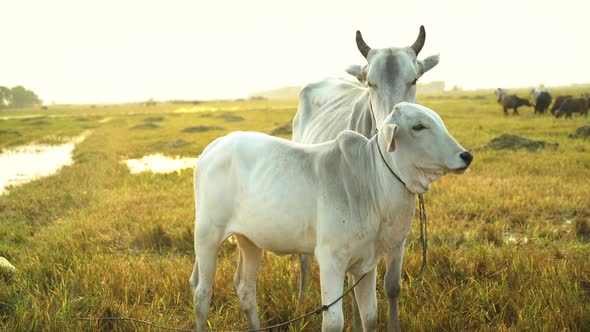 White cattle on agriculture field at golden hour. Close-up.