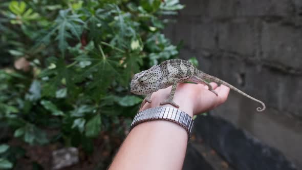 Chameleon Sitting on Male Hand Man Holds Funny Lizard in Palm Zanzibar Africa