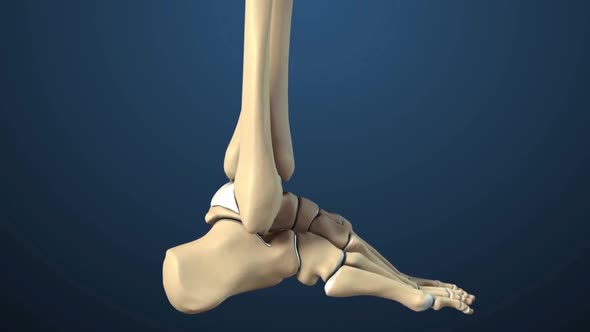 The human foot consists of twenty-six bones. These bones are tarsal, metatarsal and phalanx.