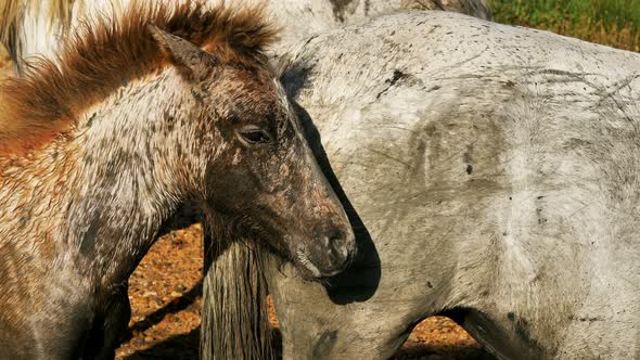 White Camargue horses and foals, Camargue, France