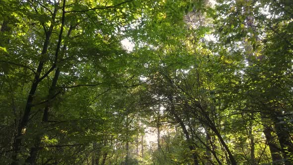 Forest with Trees in an Autumn Day