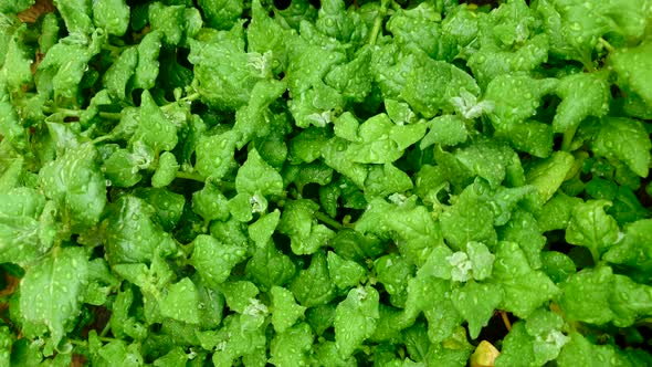 Organic gardening, spinach in a vegetable garden. Left pan, Vertical shoot.