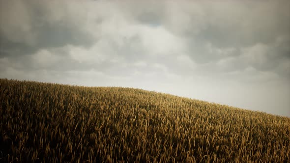 Dark Stormy Clouds Over Wheat Field