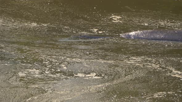 Submerged hippos in a river