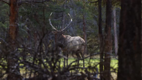 Elk Bull in forest eye contact