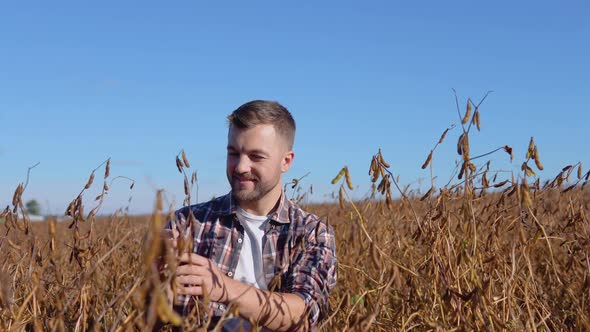 A Farmer in the Middle of a Soybean Field Examines the Stems of a Mature Plant