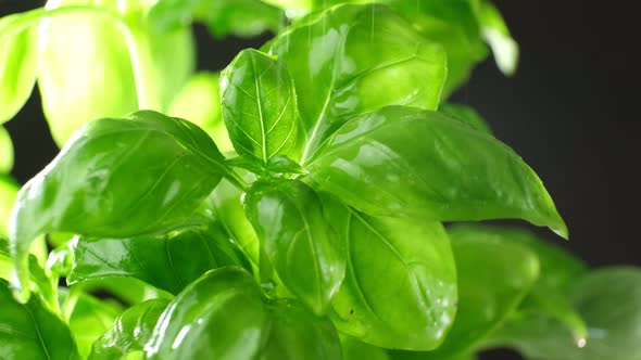 Water Drops Coming Down From Fresh Basil Leaves, Macro Video. Basil Bush Watered.