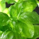 Water Drops Coming Down From Fresh Basil Leaves, Macro Video. Basil Bush Watered. - VideoHive Item for Sale