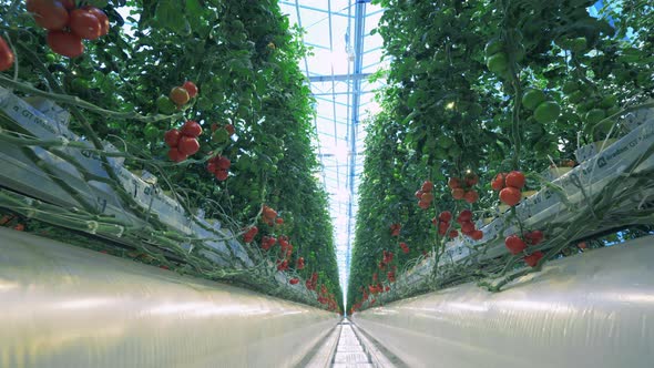 Passage Between Rows of Greenhouse Tomatoes