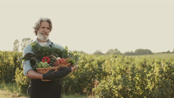 Old Man Carrying a Box of Organic Vegetables on a Plantation