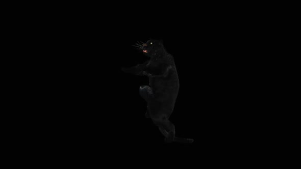 Panther Dancing HD