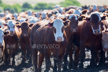 m land in Uruguay. This is the result of intensive livestock business in South America 2014.