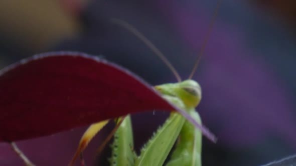 Mantis is Climbing Head of Insect