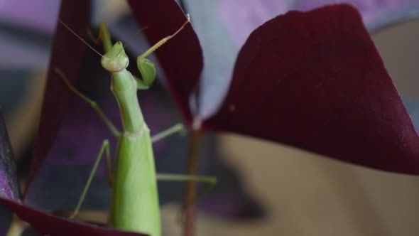 Mantis is Climbing Slowly on Violet Leaf Mantis