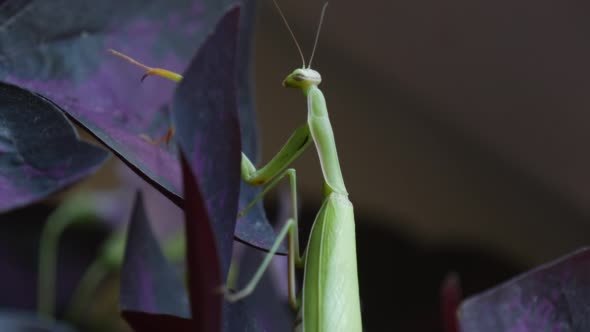 Mantis is Moving His Upper Legs Climbing 