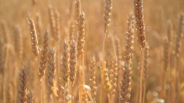 Wheat Grain - Wheat Fields