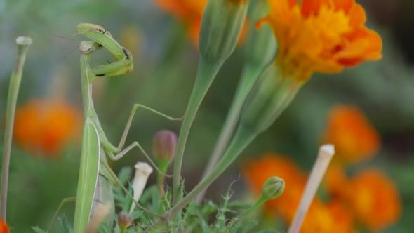 Green Mantis Praying Mantis Mantis Religiosa