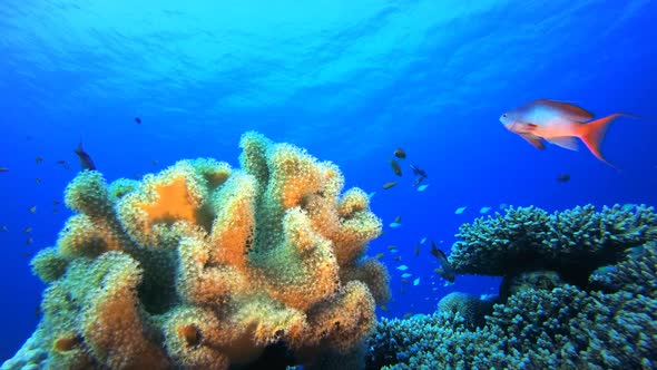 Marine Underwater Tropical Fish Garden