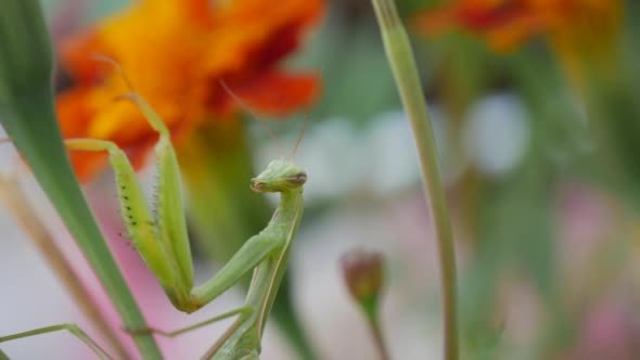 Green Mantis on a Green Stalk