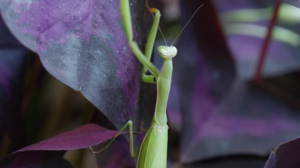 Mantis is Moving His Upper Legs Climbing