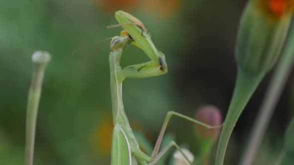 Green Mantis