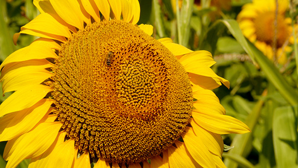 Bee Collects Pollen In The Sunflower