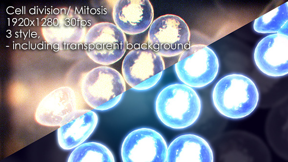 Cell Division Mitosis Cytokinesis