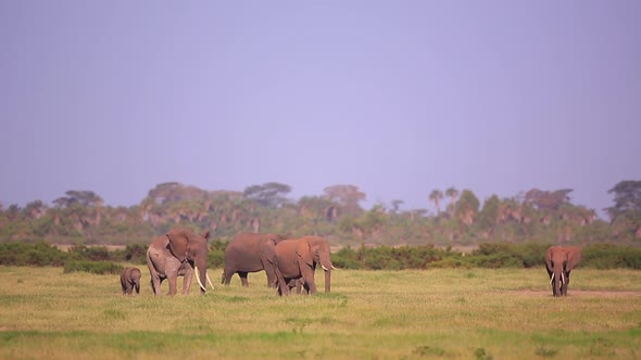 Group of elephants, with two small babies, graze grass in Amboseli