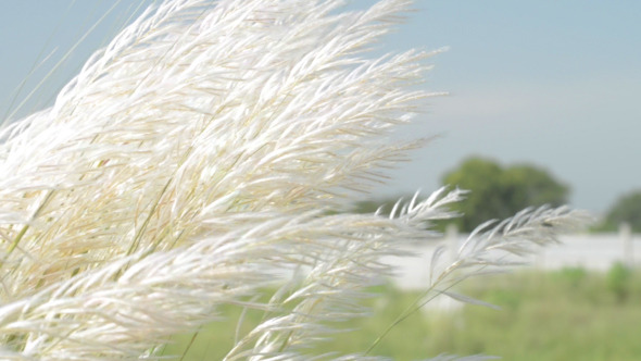 Grain and Grass Fields 