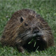 Wild Coypu Nutria - VideoHive Item for Sale
