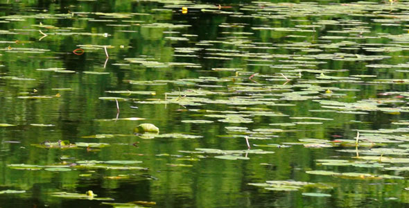 Green Reflection