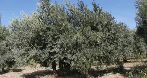 952079 Wind in the Olive’s Tree near Maussane Les Alpilles in the South East of France, Real Time 4K