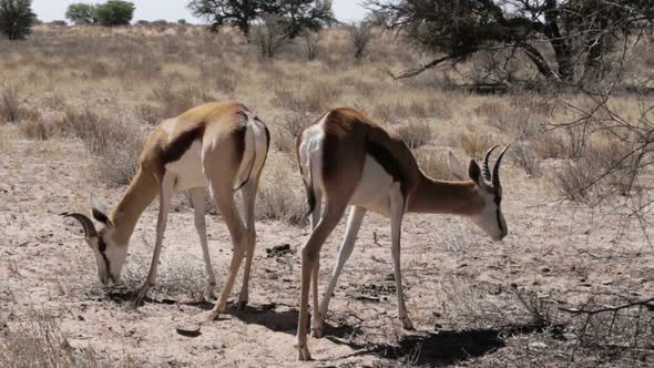 Portrait of springbok antelope grazing in kgalagadi national Park, Namibia