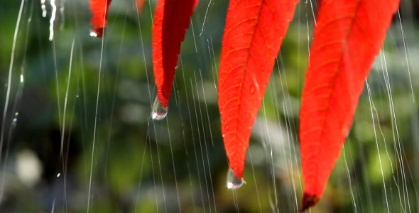 Leaves and Drops alt