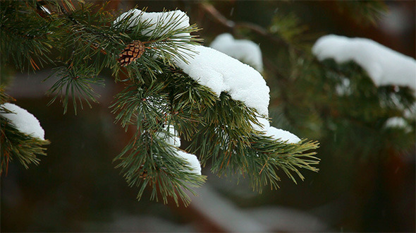 Winter Forest