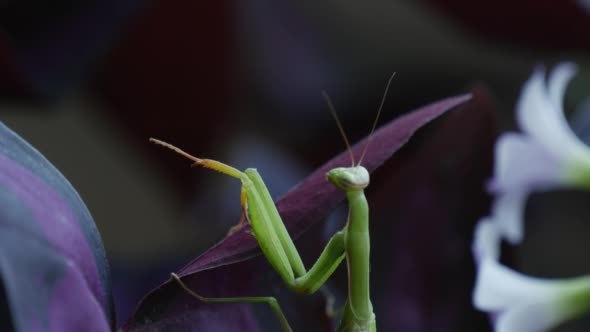 Mantis Religiosa Vertically Is Moving Upper Legs