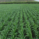 Cornfield - VideoHive Item for Sale
