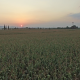 Cornfield and Sunset - VideoHive Item for Sale