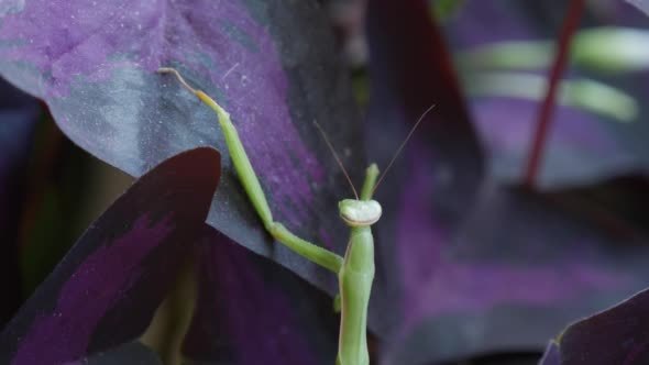 Mantis Religiosa is Climbing to The Violet Leaves