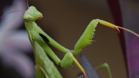 Mantis Religiosa is Not Moving