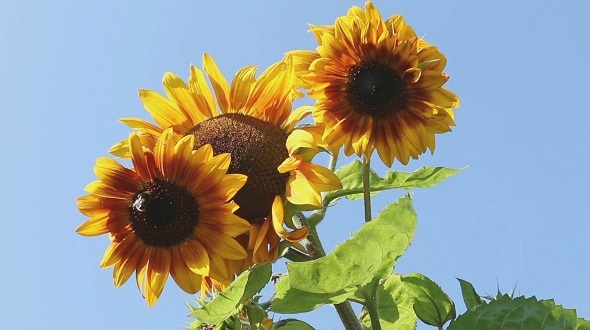 Bee in a Sunflower