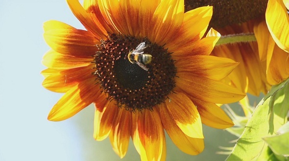 Bee in a Sunflower 2