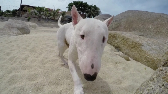 Miniature Bull Terrier Dog Playing On The Beach