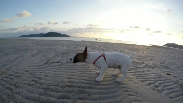 Cute Small Wet Dog Shaking At Beach. Slow Motion.