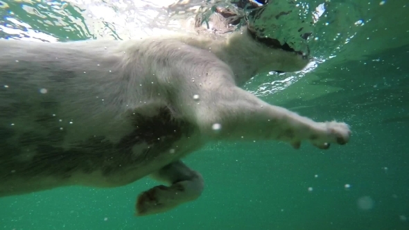 Puppy Dog Swimming Underwater