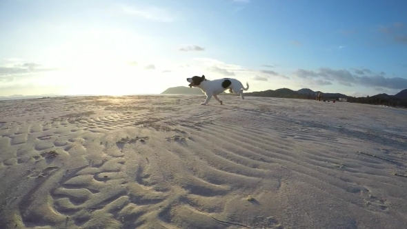 Dog Running On Sandy Beach