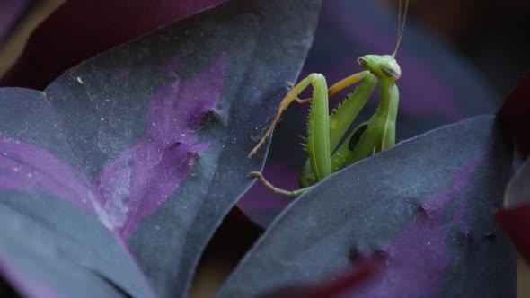 Mantis Religiosa Is Climbing Slowly to the Leaf